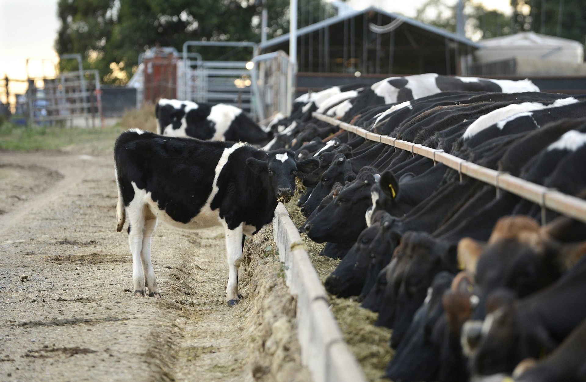 How much milk a cow gives per day - the norm and the records How much milk a cow gives per day - the norm and the records
